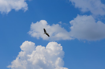 Stork