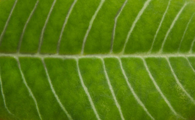 Texture of a juicy green leaf. Background of a plant