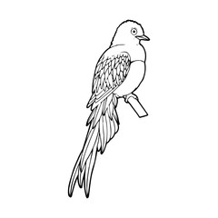 Bird cartoon illustration isolated on white background for children color book