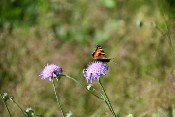 Schmetterling kleiner Fuchs Aglais urticae