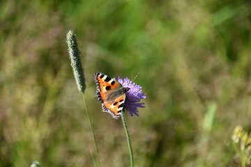 Schmetterling kleiner Fuchs Aglais urticae
