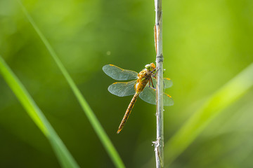 Closeup of a Green-eyed hawker dragonfly, Aeshna isoceles