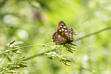 Speckled wood butterfly Pararge aegeria