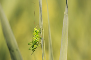 Great Green Bush-cricket, Tettigonia viridissima