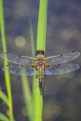 Close-up of a four-spotted chaser dragonfly insect, Libellula quadrimaculata