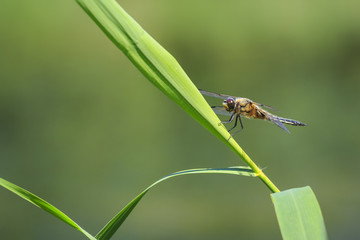 Close-up of a four-spotted chaser dragonfly insect, Libellula quadrimaculata