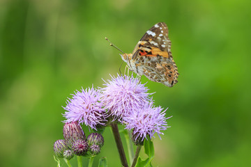 Painted Lady butterfly, vanessa cardu, feeding