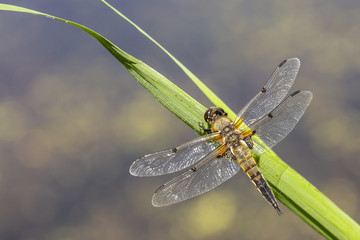 Close-up of a four-spotted chaser dragonfly insect, Libellula quadrimaculata