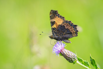 Small tortoiseshell butterfly, Aglais urticae, feeding