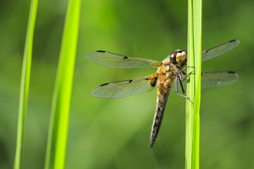 Close-up of a four-spotted chaser dragonfly insect, Libellula quadrimaculata