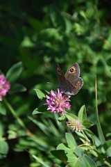 Schmetterling auf Bl&uuml;te