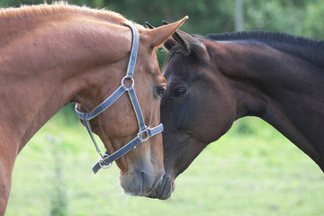 Two horses meet eachother