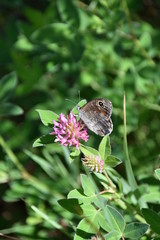 Fototapeta premium Schmetterling auf Blüte