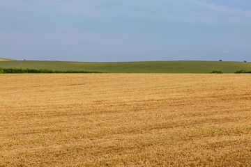 Fototapeta na wymiar Fields in Sussex on a sunny summer's day