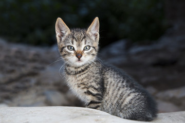 Fototapeta na wymiar Cute tabby kitty sitting outdoors
