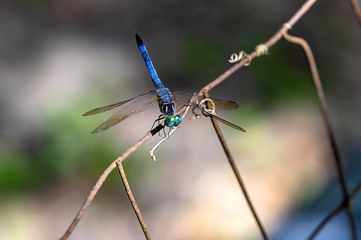 close up photograph of green and blue dragonfly on rusted wire fence