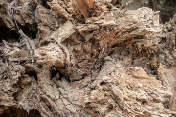 close up of decaying tree stump
