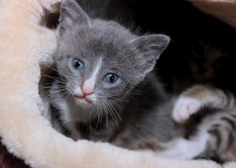 ADORABLE GRAY TABBY KITTEN