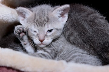 ADORABLE GRAY TABBY KITTEN