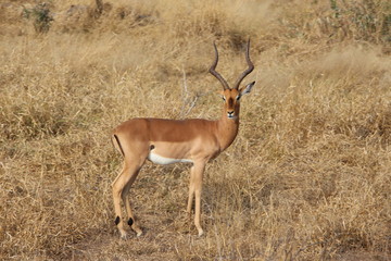 Impala im Krüger-NP
