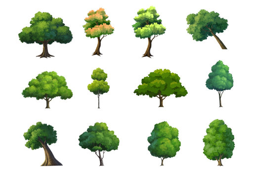 Illustration of trees  isolated on white background.