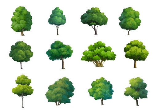 Fototapeta Illustration of trees  isolated on white background.