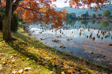 京都　大覚寺 大沢池の紅葉