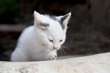 Naklejka na ściany i meble Adorable white kitty cleaning itself