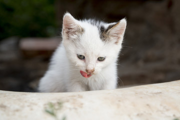 Cute white kitty sitting outdoors and looking at something with tongue sticking out
