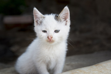 Naklejka na ściany i meble Cute white kitty sitting outdoor and curiously looking forward