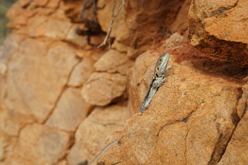 Australian Eastern Dragon