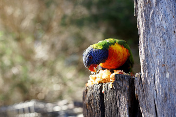 Rainbow Lorikeet Eating Apple