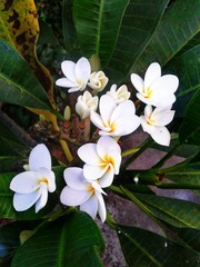 Pure White Frangipani Flower In Bali