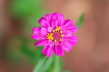 Fototapeta premium Close up of pink Zinnia flower (Zinnia violacea Cav.) in a garden