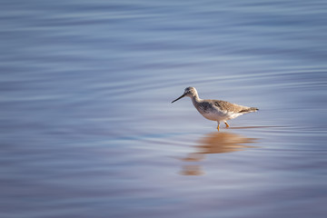 Greater Yellowlegs (Tringa melanoleuca) on a snowy lake shore