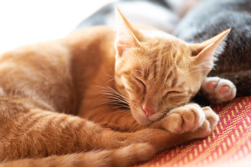 Ginger cat sleeping on the mat, pet at home