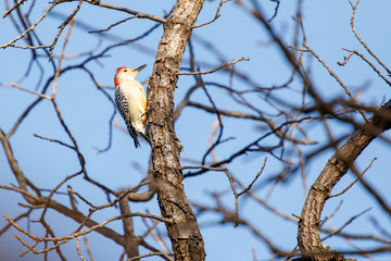 Red Bellied Woodpecker (Melanerpes carolinus) perched in a winter tree