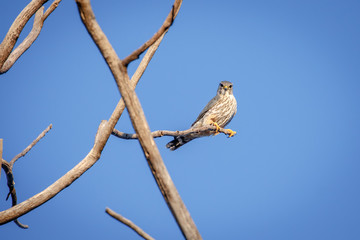 A Merlin (Falco columbarius) perched on a dead tree.