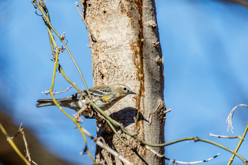 Yrllow Rumped Warbler (Setophaga coronata) perched in a winter tree.