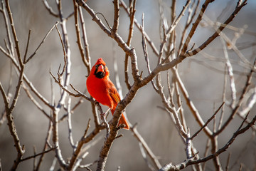 Male Cardinal (Cardinalis cardinalis) sitting in a winter tree