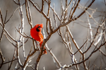 Male Cardinal (Cardinalis cardinalis) sitting in a winter tree