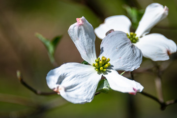 Dogwood bloom