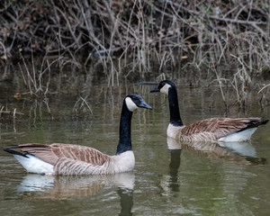 Canadian geese