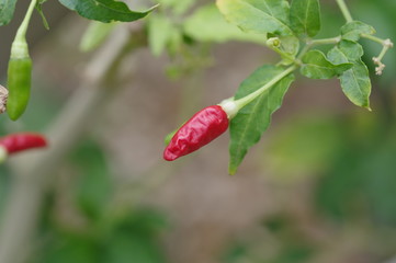 野生のトウガラシ