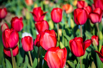 Red tulips