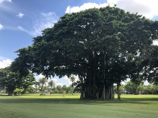 Ein Banyan Baum in einem Park in Miami