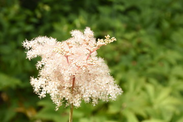 Filipendula