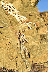 tree roots growing down rocky cliff face in Baja, Mexico