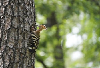 후투티의 새끼 사랑