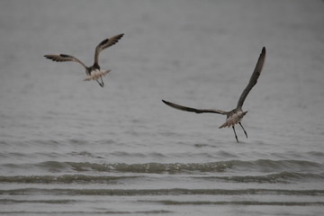 Bar-tailed Godwit in Ariake sea